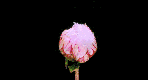 微信图片_20200505111401.gif