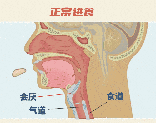 会厌动图.gif
